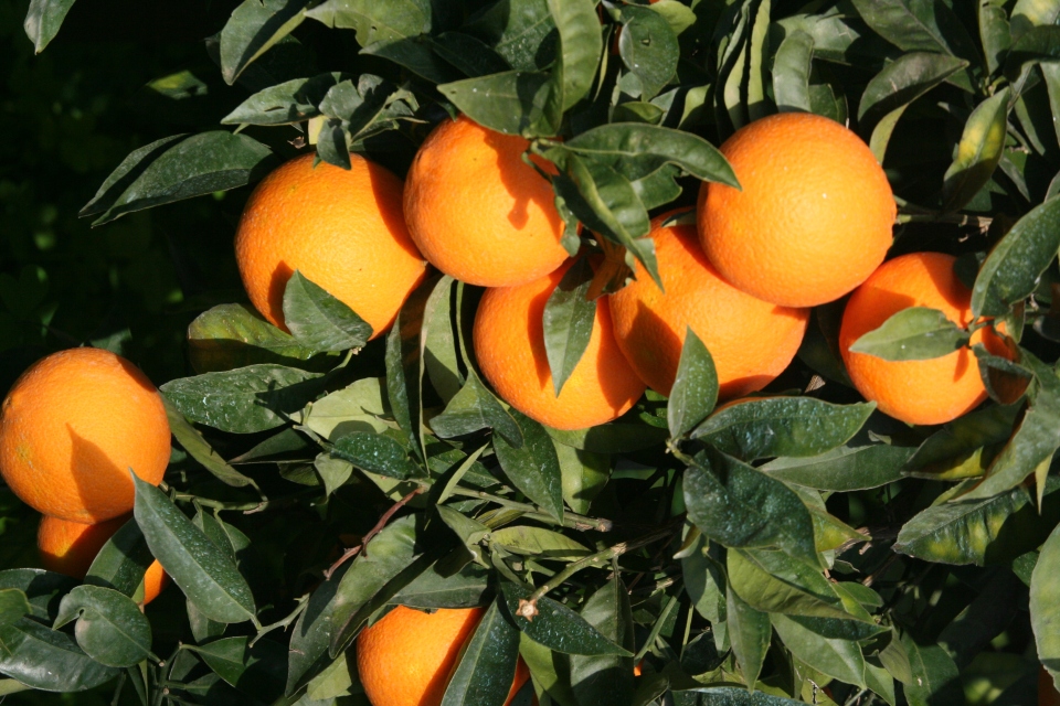 L'albero dai frutti d'oro:l'arancio